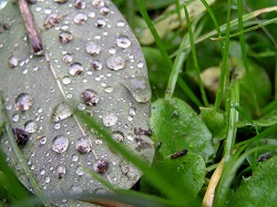 druppels achterzijde blad